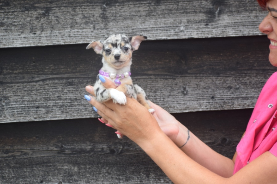 Chihuahua (teef) 54102