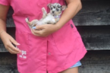 Chihuahua (teef) 54102