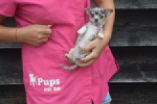 Chihuahua (teef) 54102