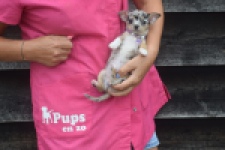 Chihuahua (teef) 54102