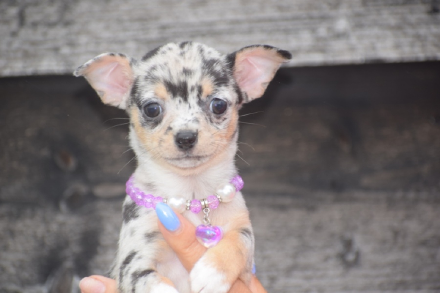 Chihuahua (teef) 54102