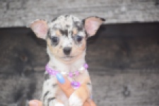 Chihuahua (teef) 54102