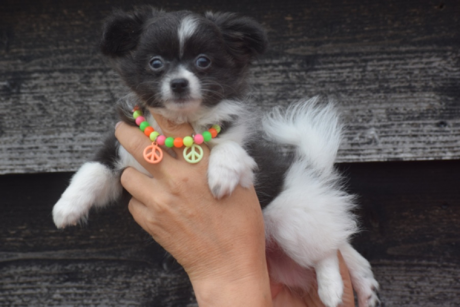 Chihuahua (teef) 04915