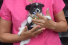 Chihuahua (teef) 04915