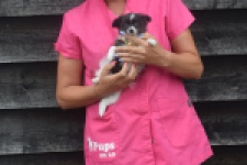 Chihuahua (teef) 04915