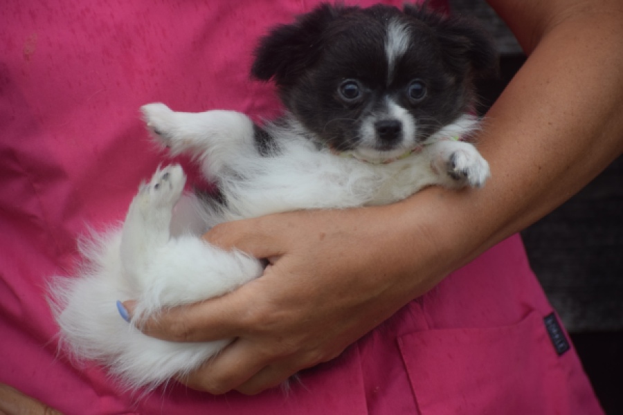 Chihuahua (teef) 04915