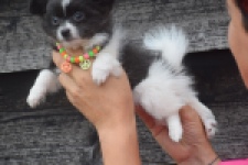 Chihuahua (teef) 04915