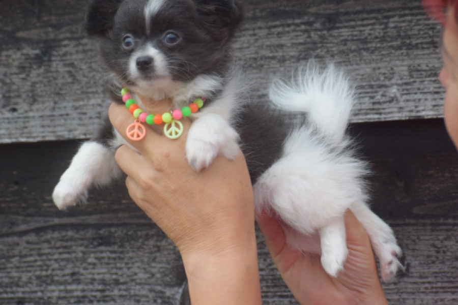 Chihuahua (teef) 04915