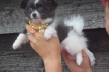 Chihuahua (teef) 04915