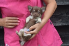 Chihuahua (teef) 04913