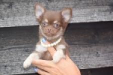 Chihuahua (teef) 04913
