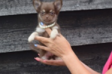 Chihuahua (teef) 04913