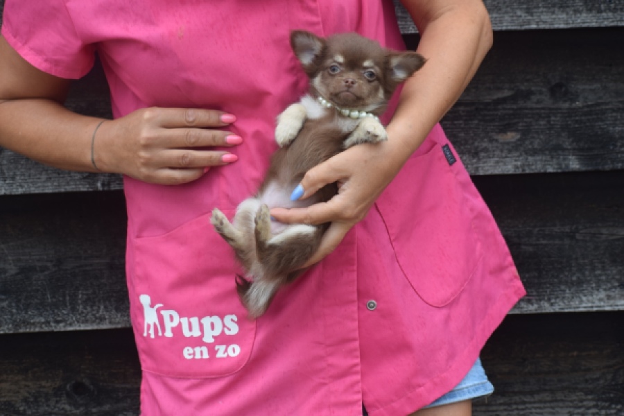Chihuahua (teef) 04913