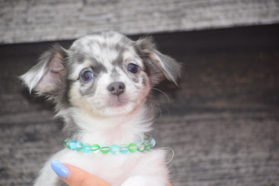 Chihuahua (reu) 54018
