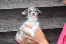 Chihuahua (reu) 54018
