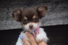 Chihuahua (teef) 03588