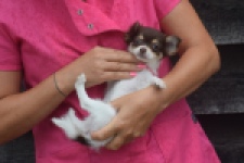 Chihuahua (teef) 03588