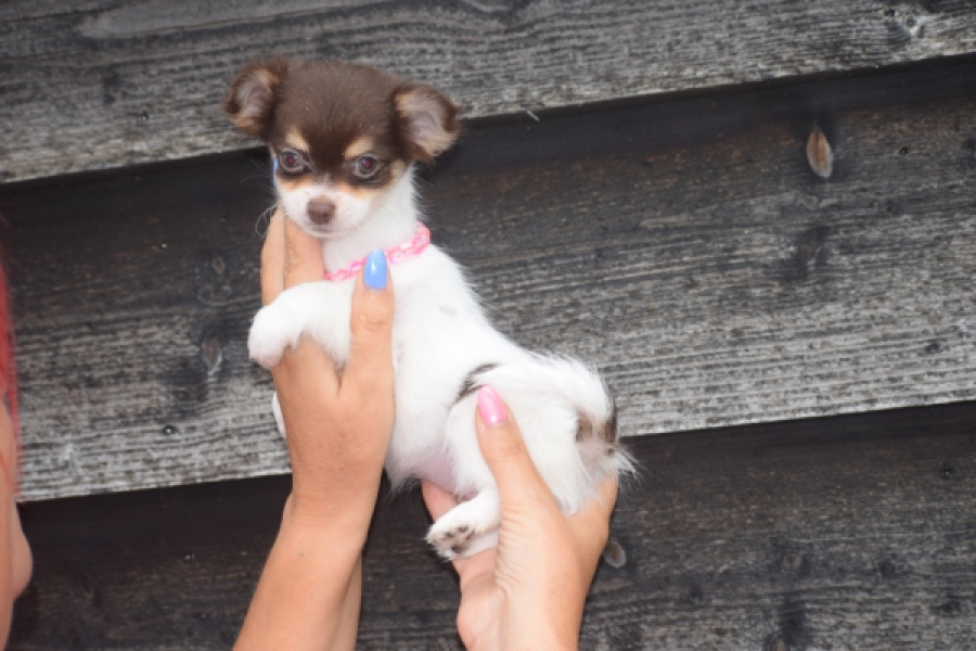 Chihuahua (teef) 03588