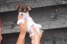 Chihuahua (teef) 03588
