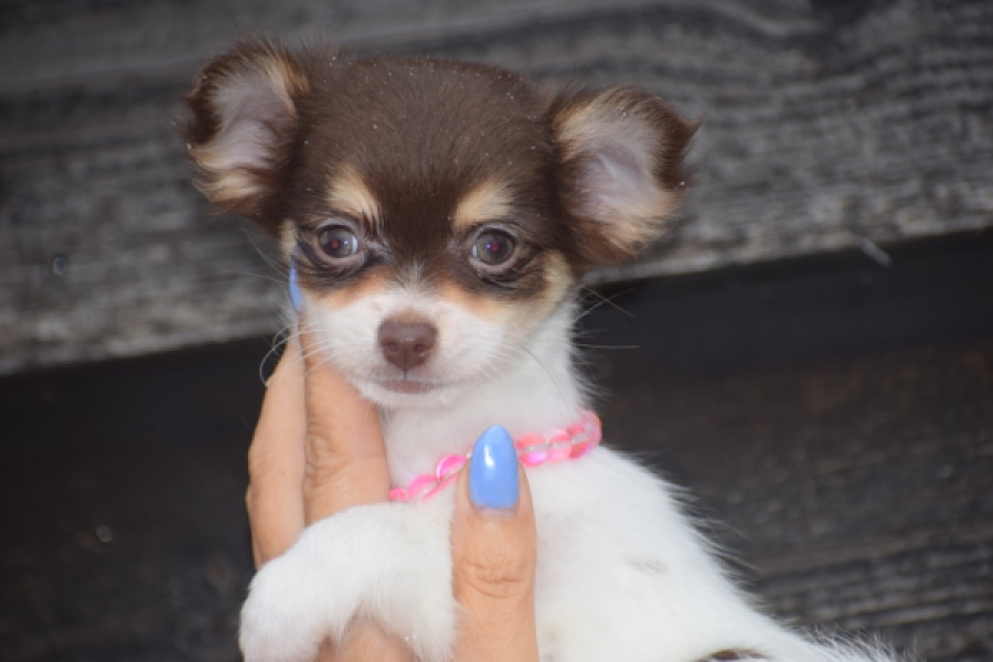 Chihuahua (teef) 03588