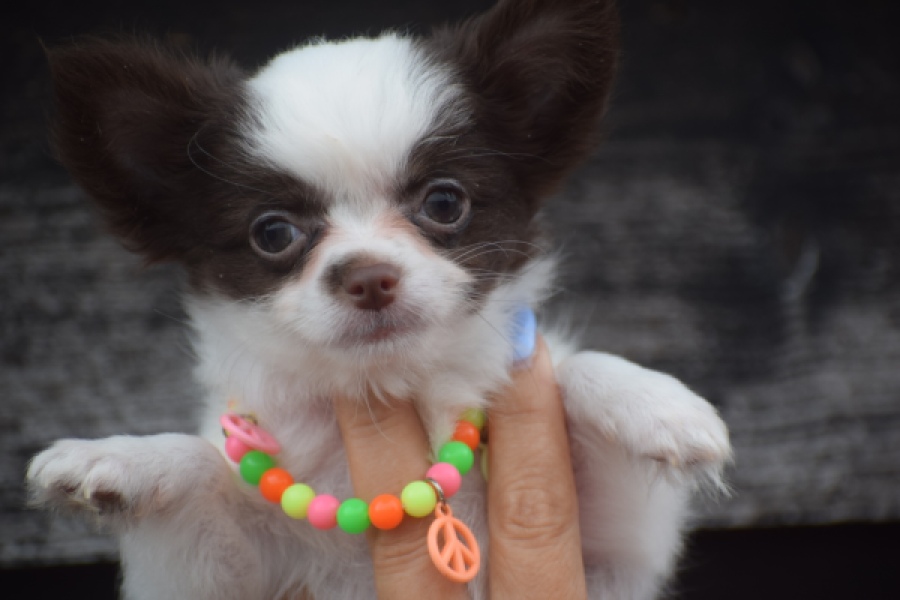 Chihuahua (teef) 03584