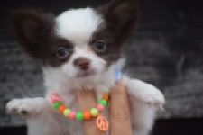 Chihuahua (teef) 03584