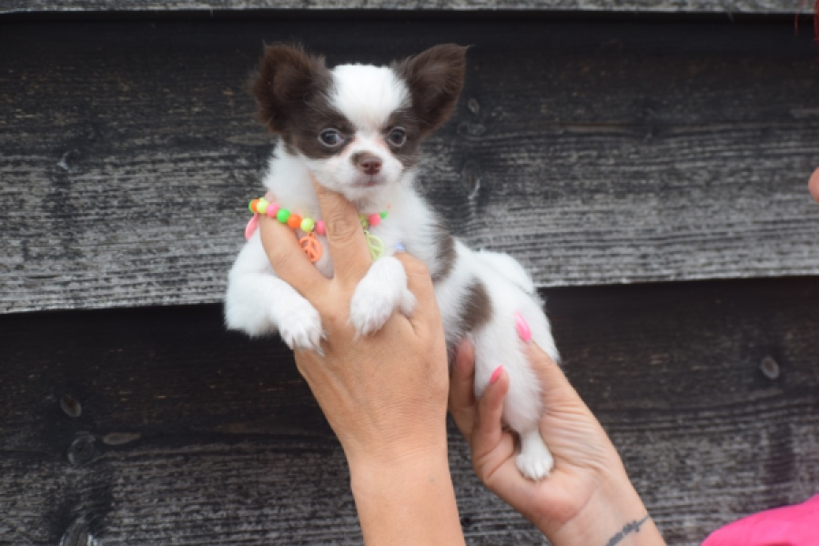Chihuahua (teef) 03584