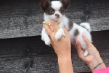 Chihuahua (teef) 03584