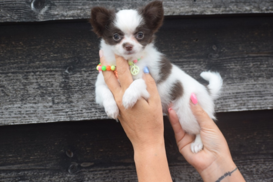 Chihuahua (teef) 03584