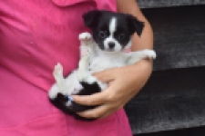 Chihuahua (teef) 03583