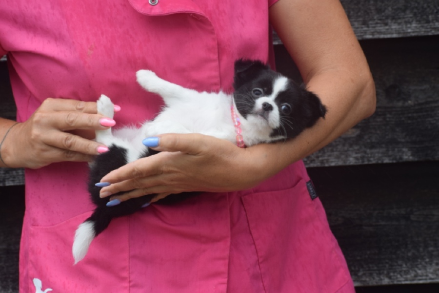 Chihuahua (teef) 03583