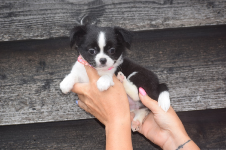 Chihuahua (teef) 03583