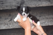 Chihuahua (teef) 03583