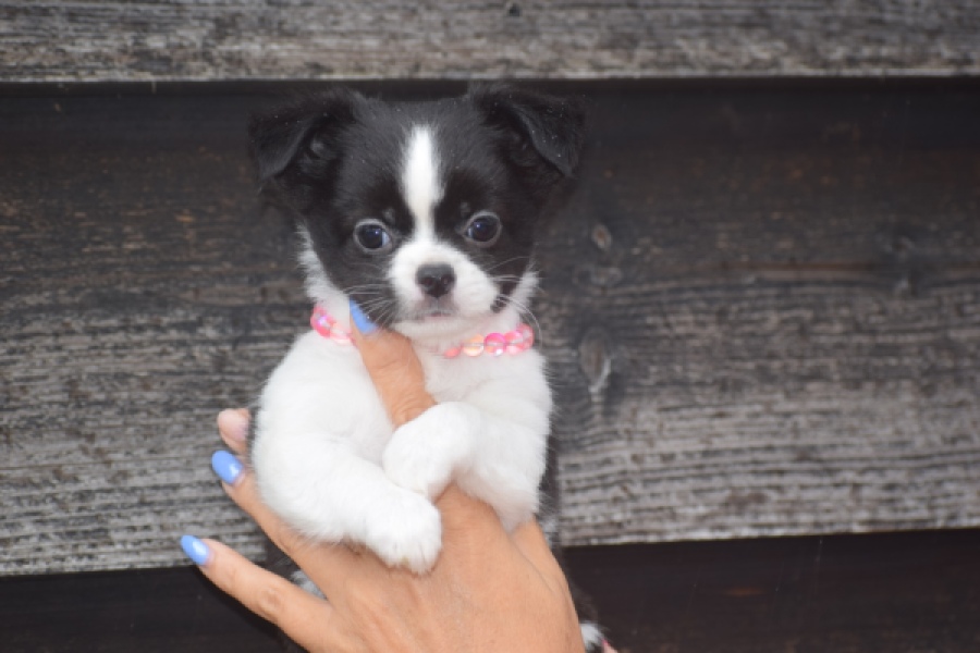 Chihuahua (teef) 03583