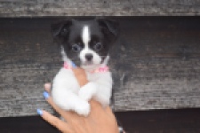 Chihuahua (teef) 03583