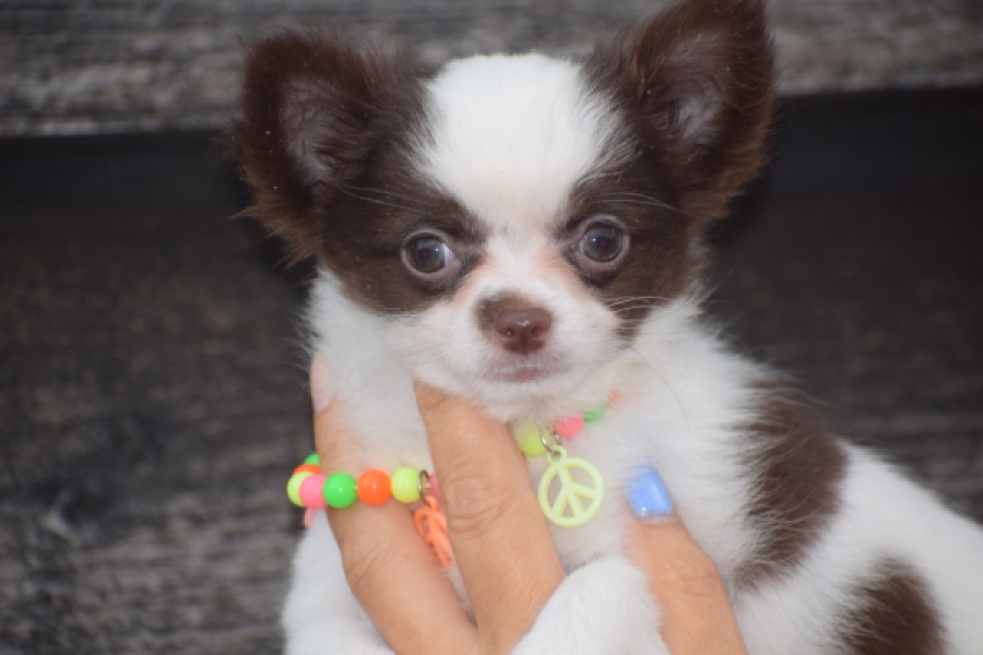 Chihuahua (teef) 03583