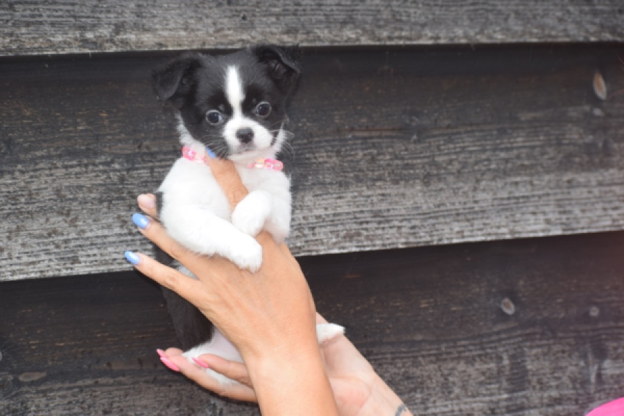 Chihuahua (teef) 03583
