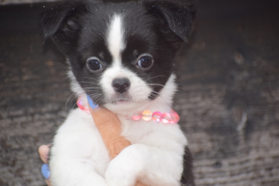 Chihuahua (teef) 03583