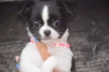 Chihuahua (teef) 03583