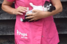 Chihuahua (teef) 03583