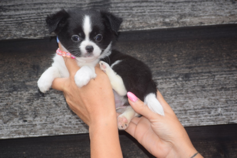 Chihuahua (teef) 03583