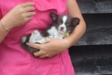 Chihuahua (reu) 03575