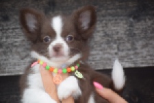 Chihuahua (reu) 03575
