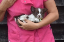 Chihuahua (reu) 03575