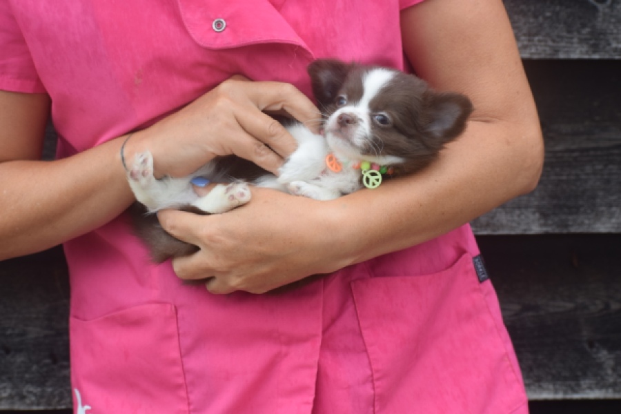 Chihuahua (reu) 03575
