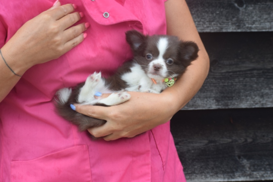 Chihuahua (reu) 03575