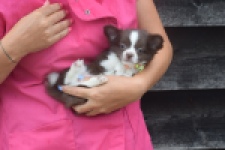 Chihuahua (reu) 03575