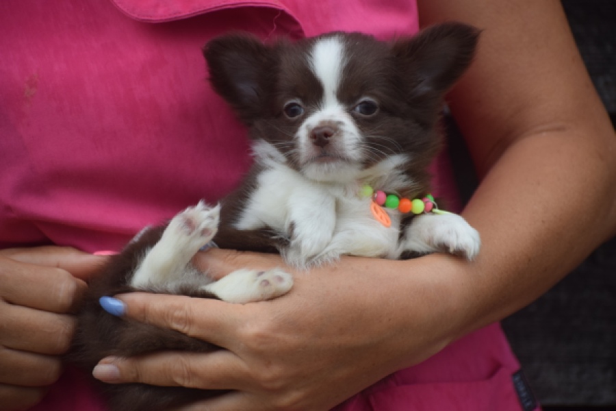 Chihuahua (reu) 03575