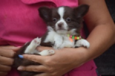 Chihuahua (reu) 03575