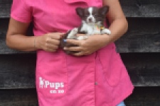 Chihuahua (reu) 03575